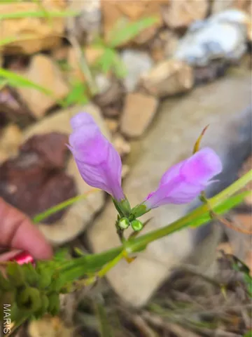 $142,500 | 30 Acres Highway, Cadet, MO 63630