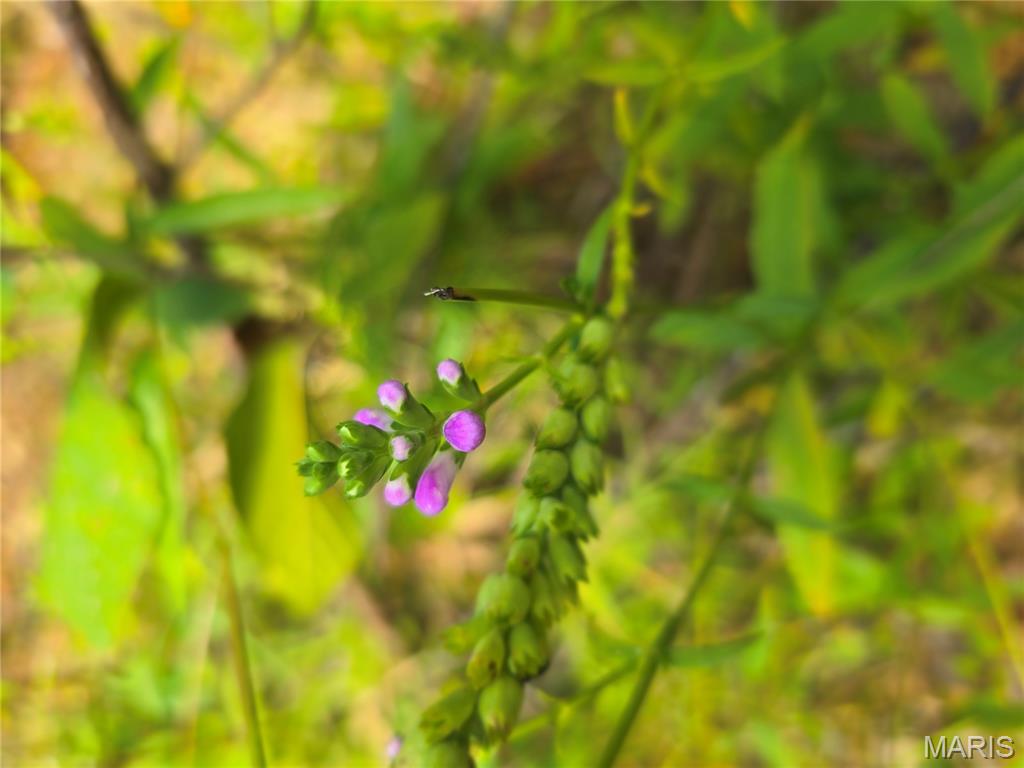30 Acres Highway Cadet, MO 63630 - Photo 60 of 79