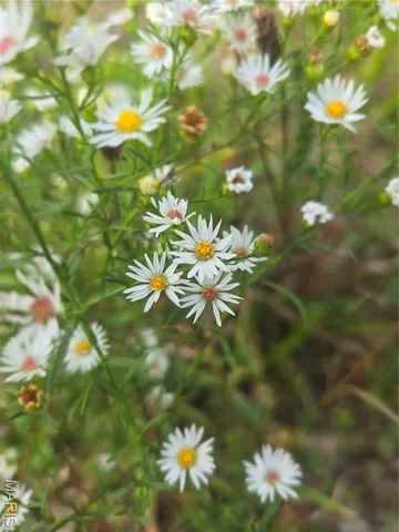 $142,500 | 30 Acres Highway, Cadet, MO 63630