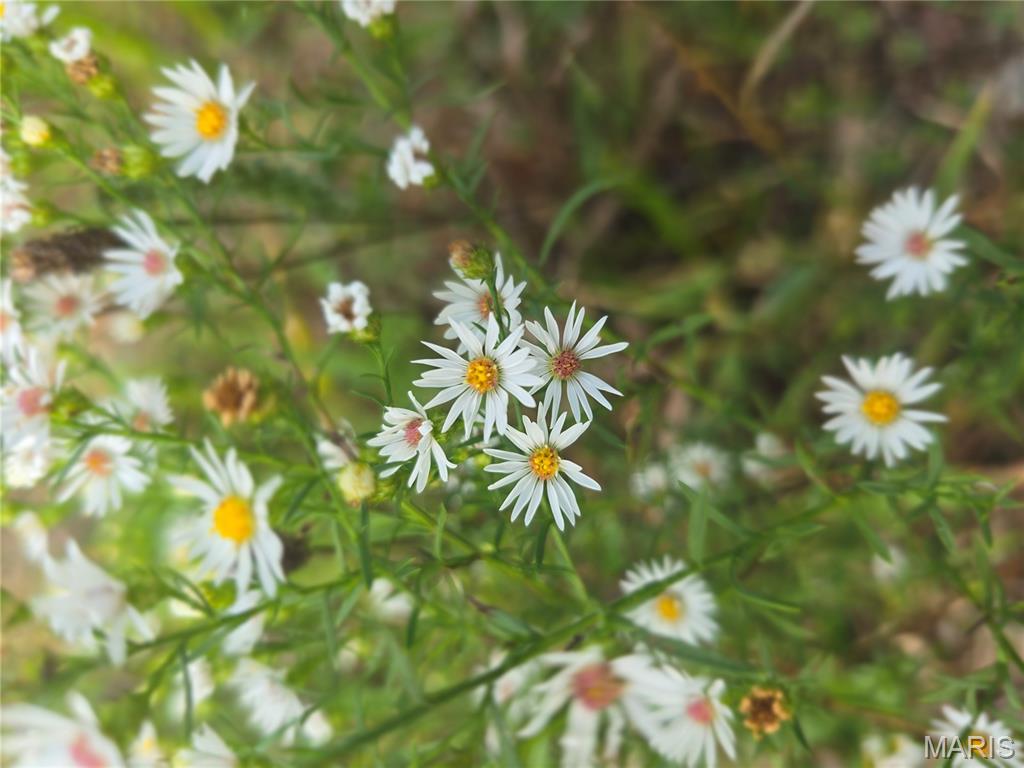 30 Acres Highway Cadet, MO 63630 - Photo 6 of 79