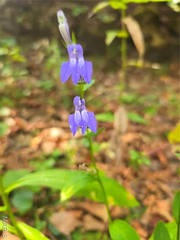 $142,500 | 30 Acres Highway, Cadet, MO 63630