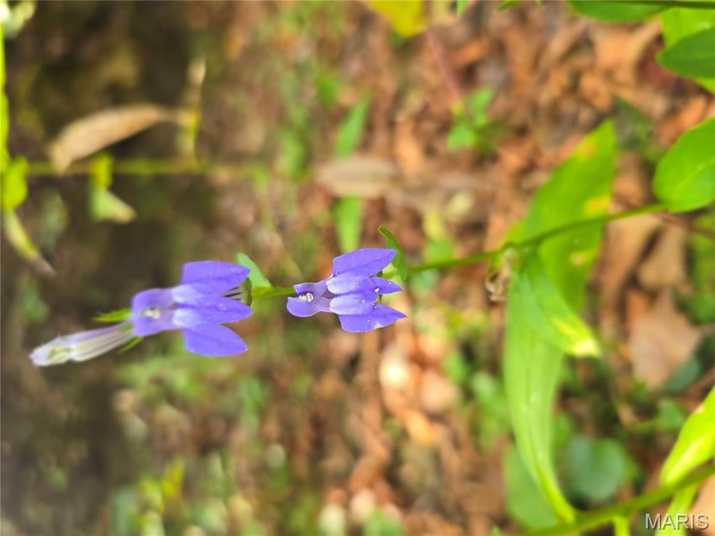 30 Acres Highway Cadet, MO 63630 - Photo 64 of 79
