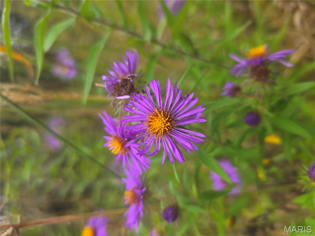 30 Acres Highway Cadet, MO 63630 - Photo 76 of 79