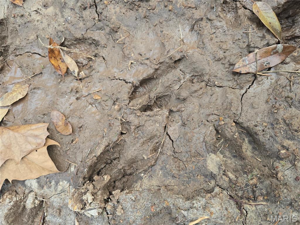 30 Acres Highway Cadet, MO 63630 - Photo 78 of 79