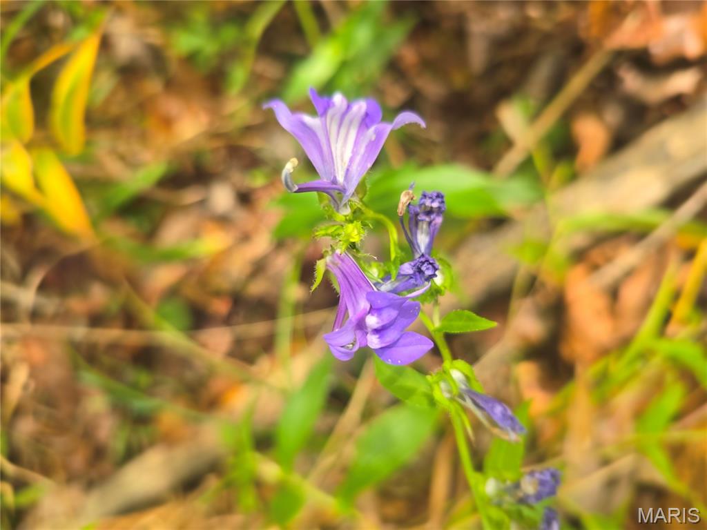 30 Acres Highway Cadet, MO 63630 - Photo 8 of 79