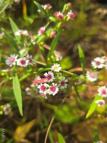 $142,500 | 30 Acres Highway, Cadet, MO 63630