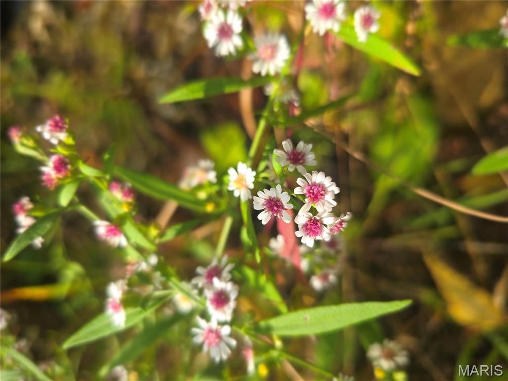 30 Acres Highway Cadet, MO 63630 - Photo 9 of 79