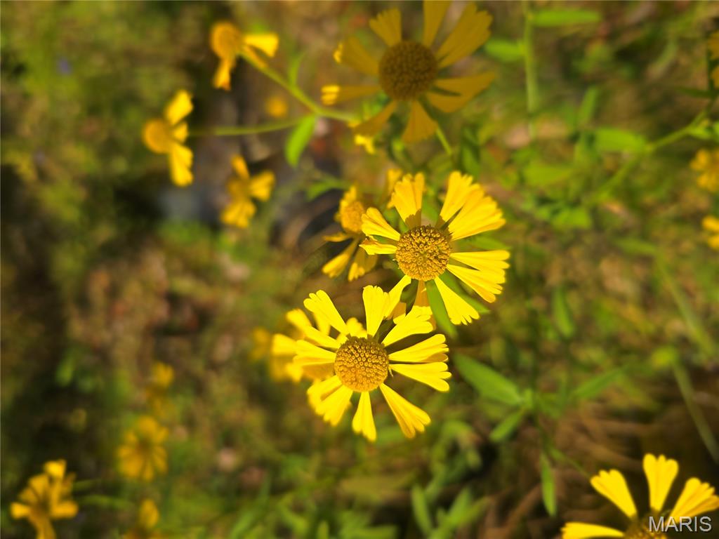 30 Acres Highway Cadet, MO 63630 - Photo 10 of 79