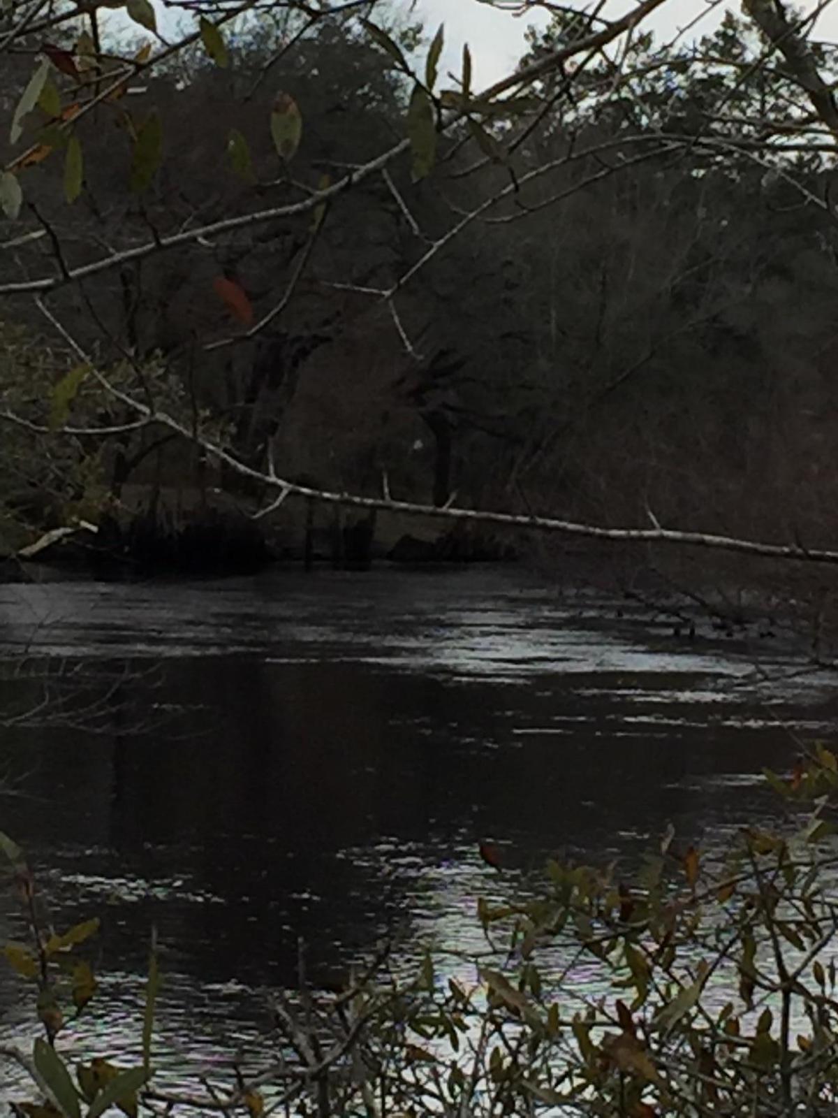 8439 Parkers Ferry Road Adams Run, SC 29426 - Photo 2 of 4 Parkers Ferry River side