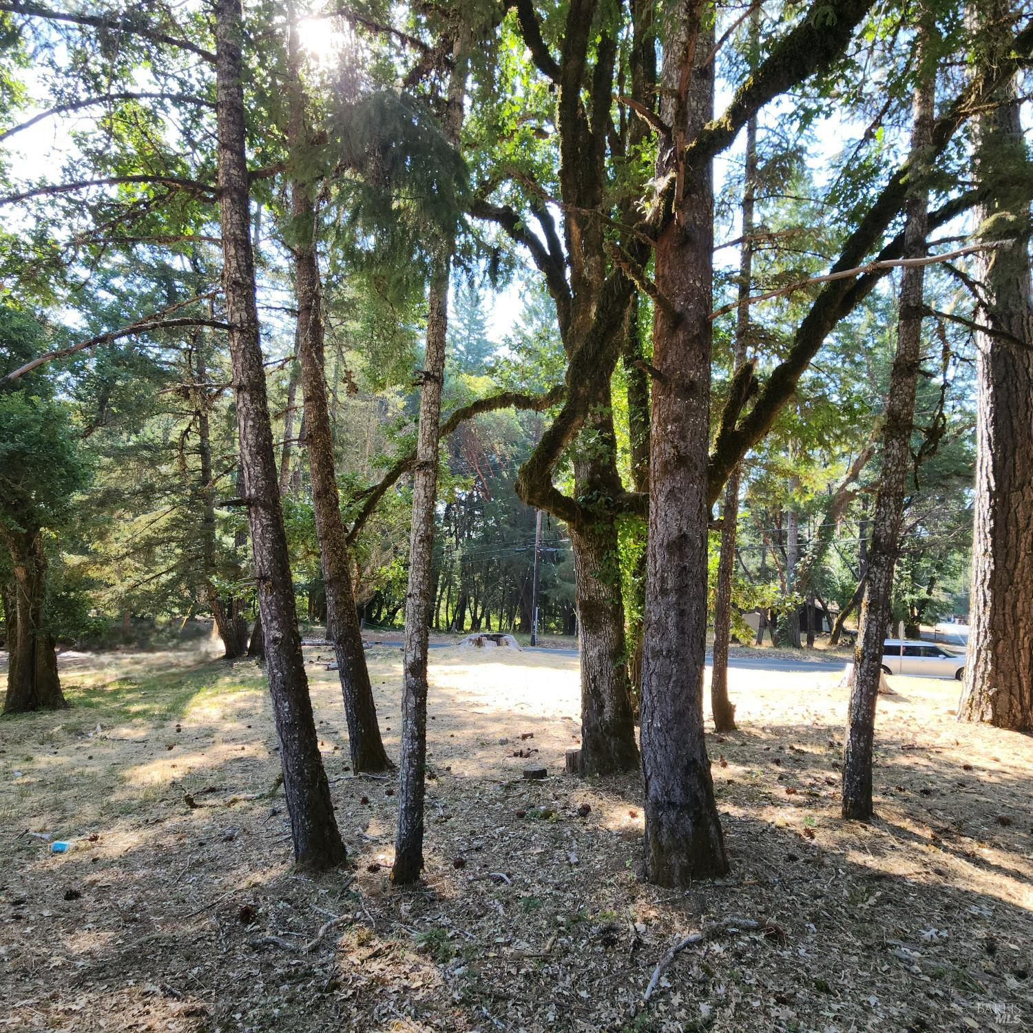 a view of a forest filled with trees