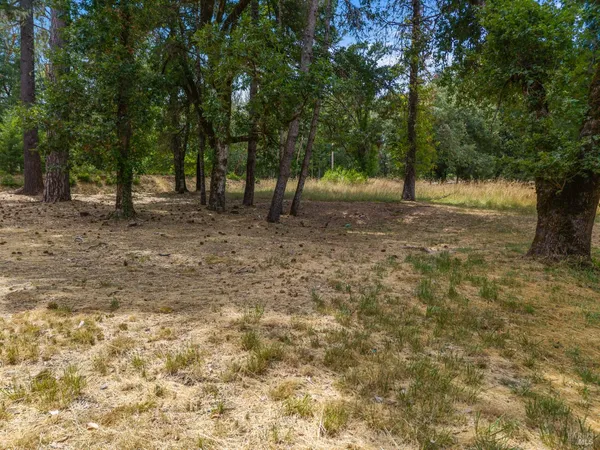 a view of a forest with trees in the background