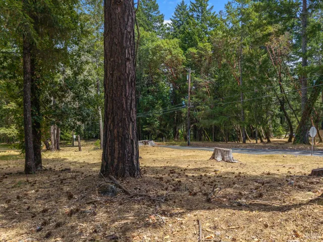 a view of a backyard with large trees and wooden fence