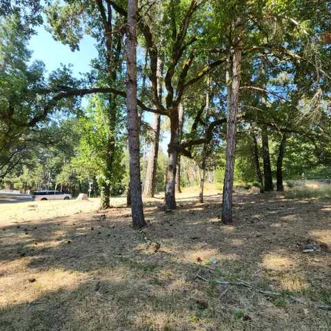 a view of a yard with trees