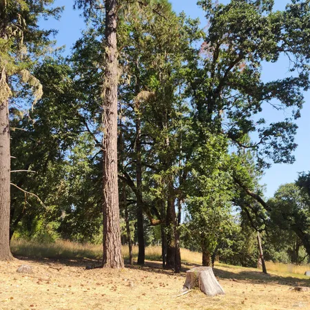 a view of a road with a tree