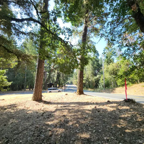 a view of yard with tree