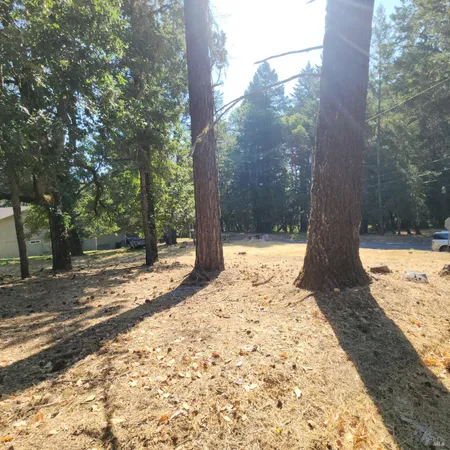 a view of a backyard with large trees