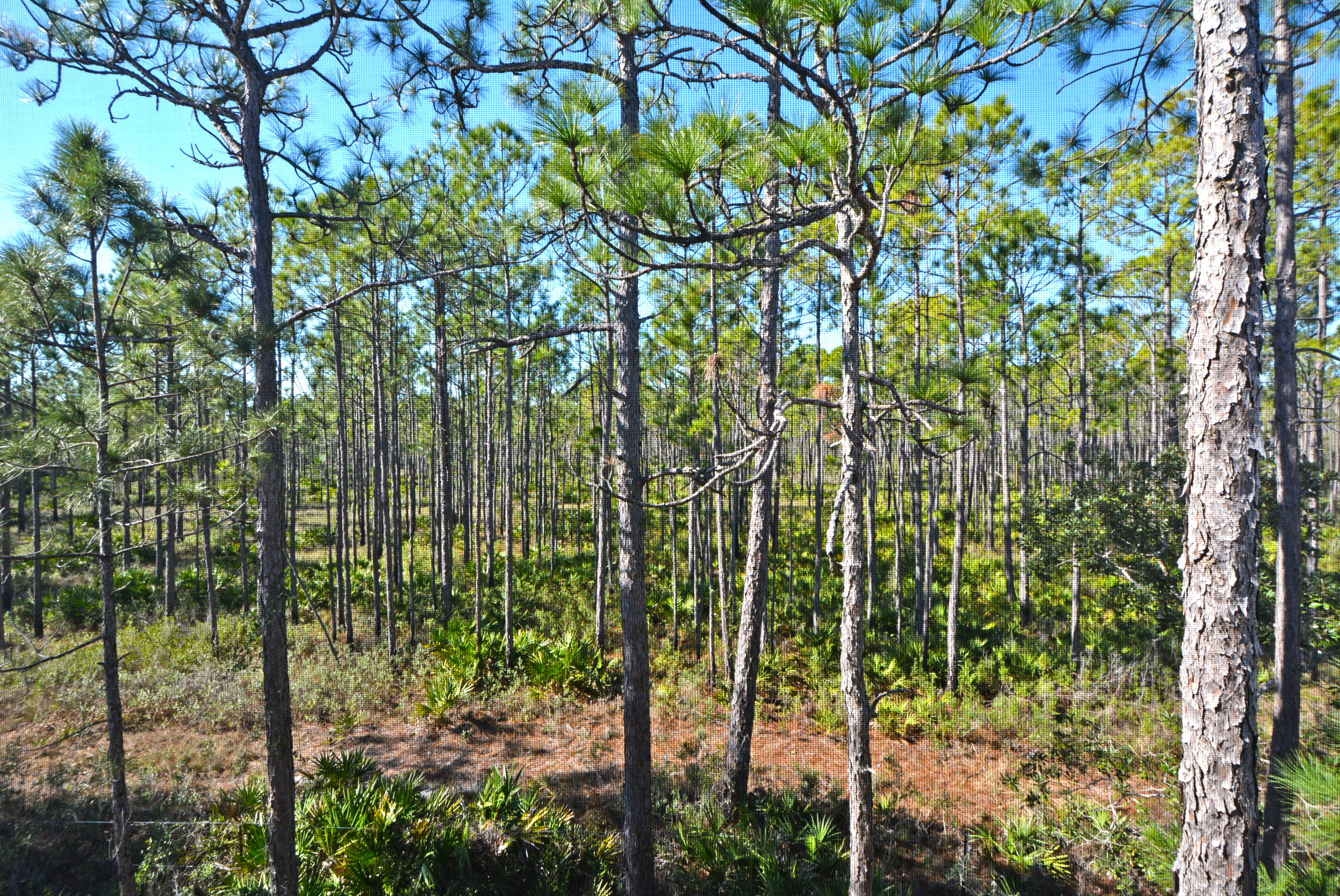 71 Beargrass Way Santa Rosa Beach, FL 32459 - Photo 54 of 63 VIEWFROMTHEMASTERBALCONY