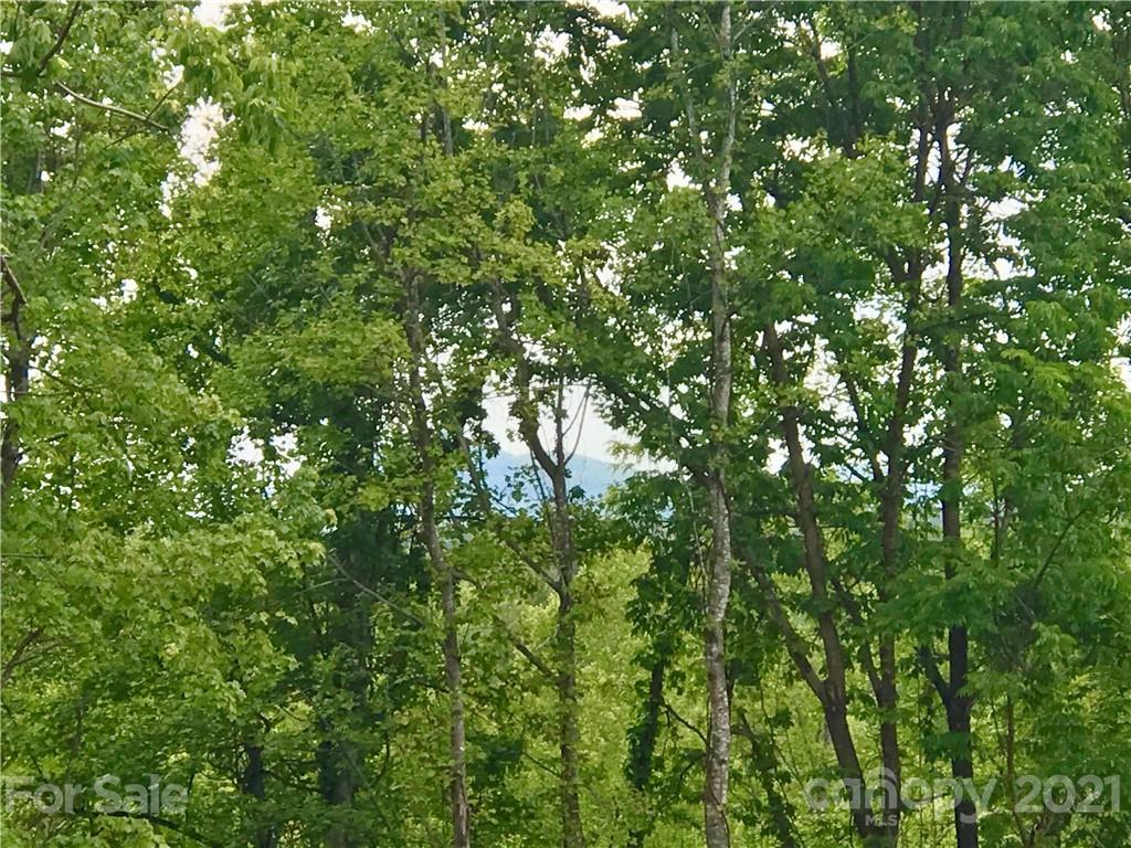 0 Red Cedar Way Lenoir, NC 28645 - Photo 6 of 37 a view of a tree