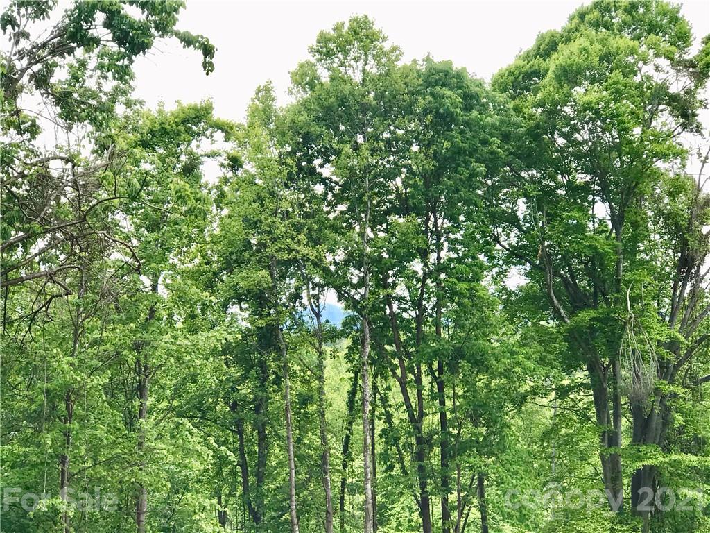 0 Red Cedar Way Lenoir, NC 28645 - Photo 7 of 37 a view of a lush green forest