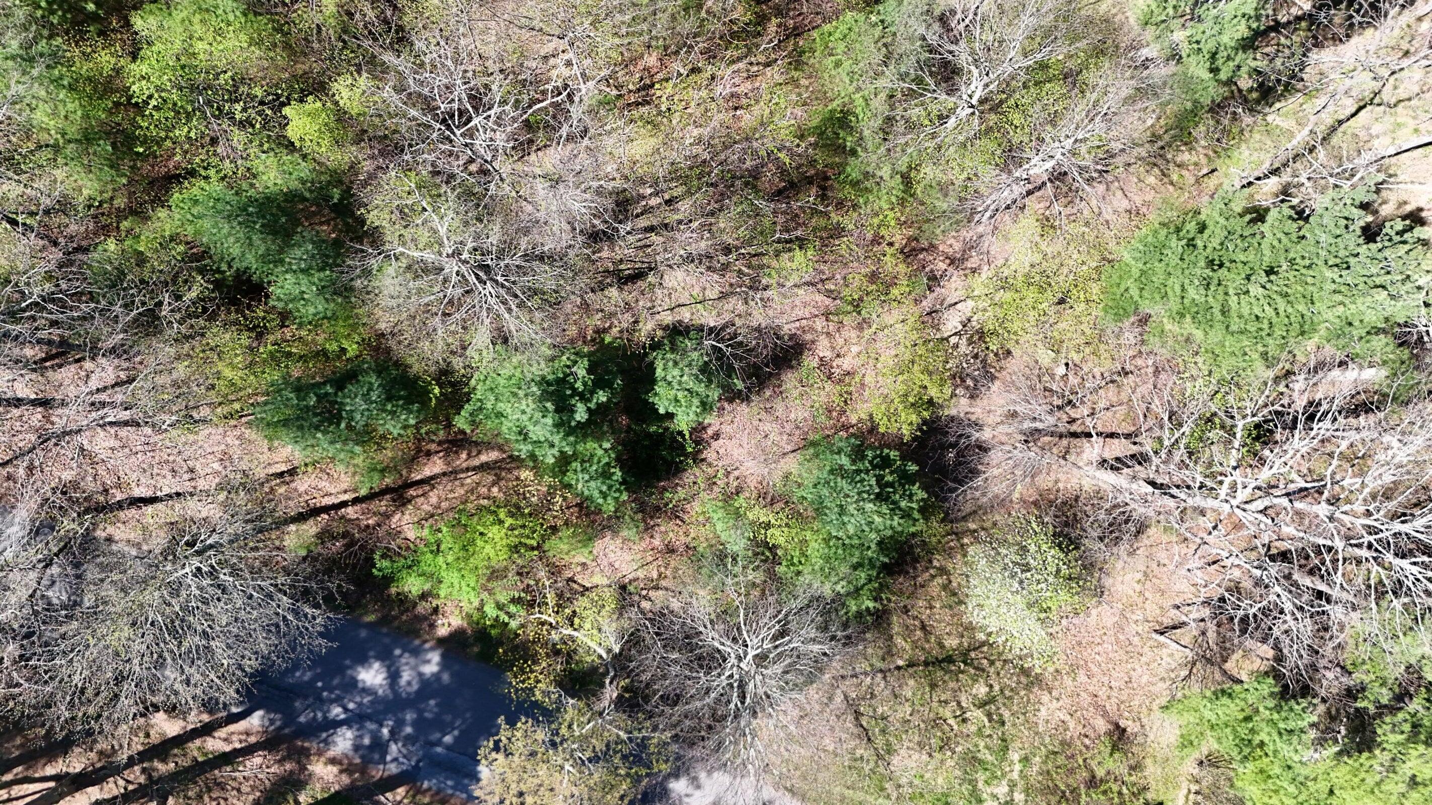 0 Ivy Ridge Road Bent Mountain, VA 24059 - Photo 4 of 11 a picture of trees