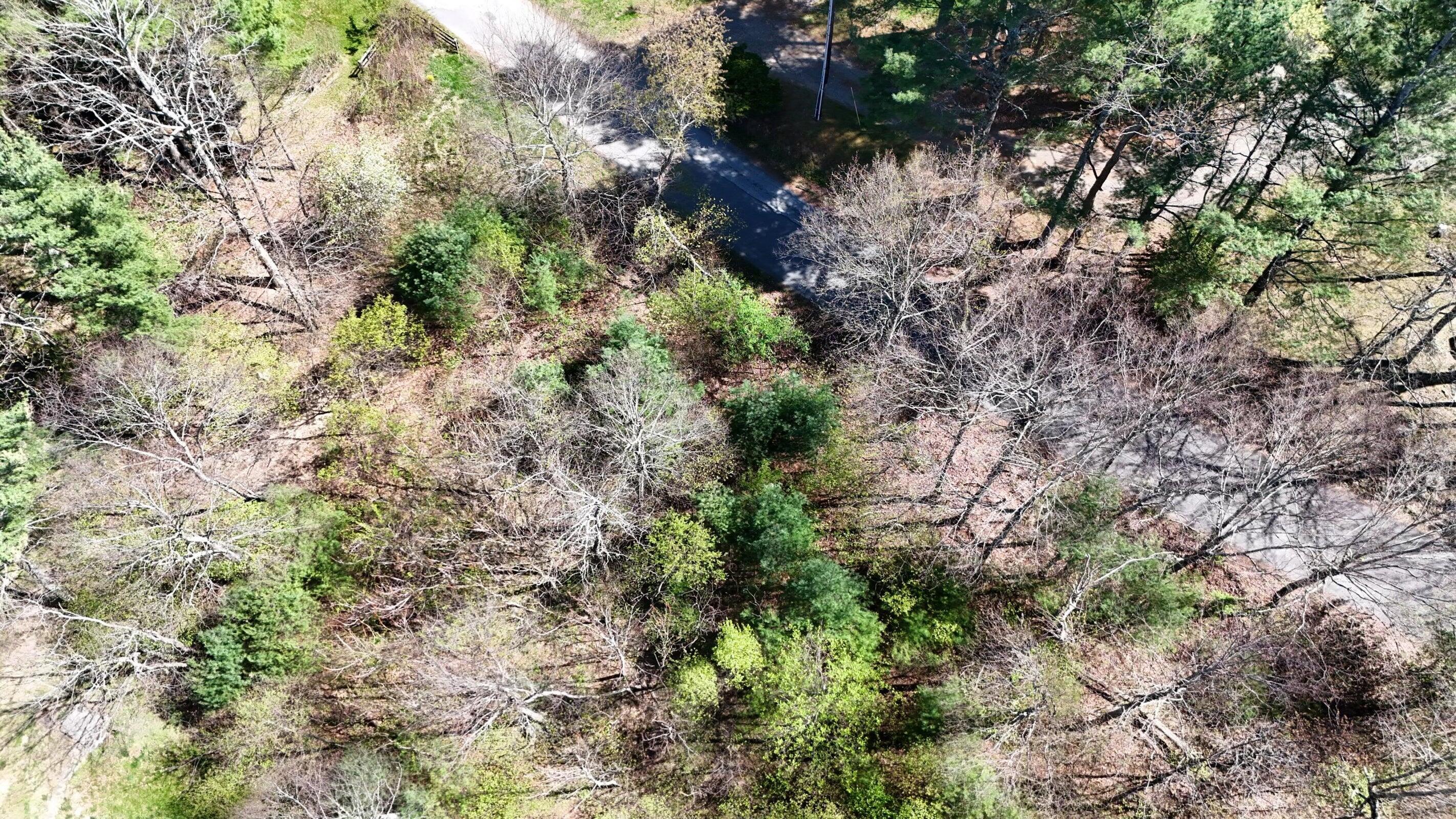 0 Ivy Ridge Road Bent Mountain, VA 24059 - Photo 8 of 11 a view of a plants in a forest