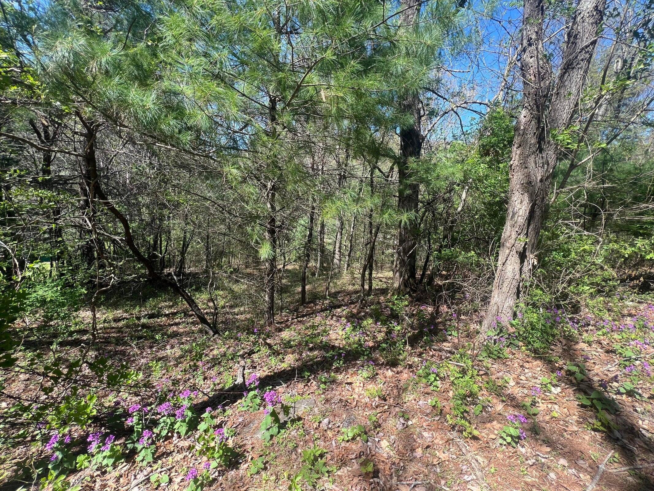 0 Ivy Ridge Road Bent Mountain, VA 24059 - Photo 10 of 11 a view of a forest with trees in the background