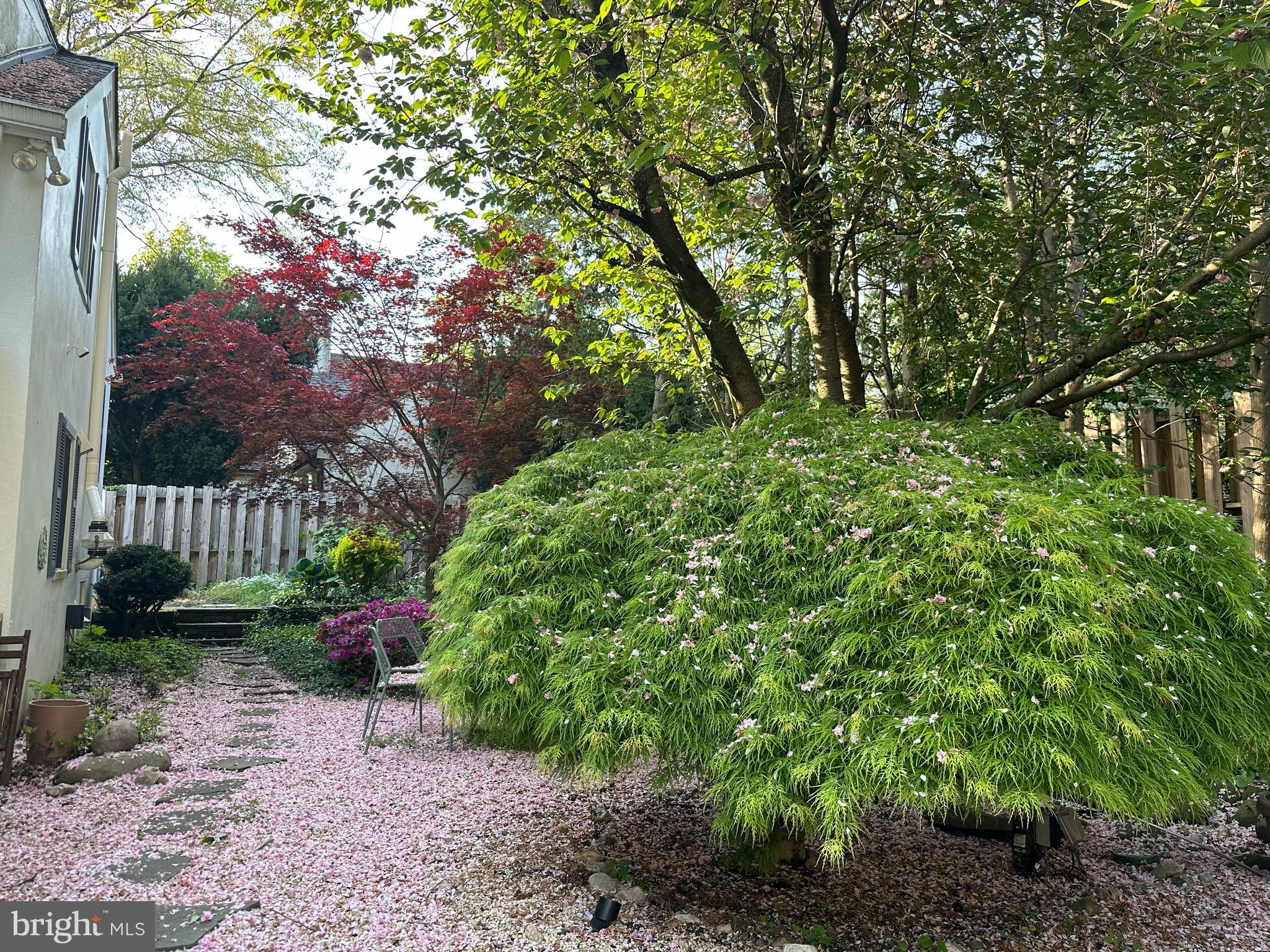7713 Cherokee Street Philadelphia, PA 19118 - Photo 33 of 35 Beautifully landscaped yard in spring