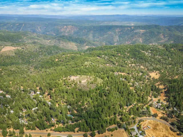 a close up of a tree