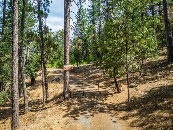 a view of a yard with plants and trees