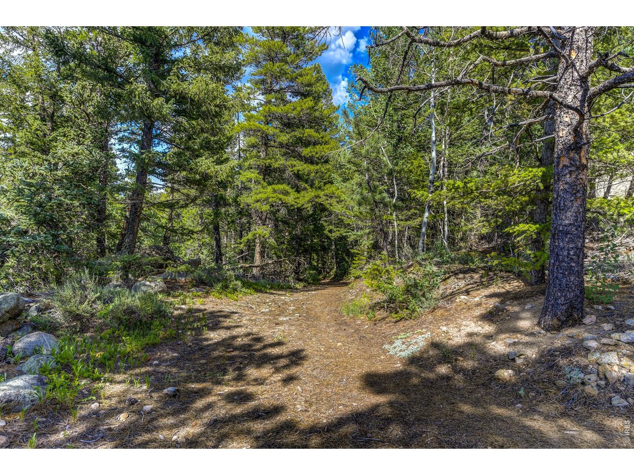 3153 Ridge Road Nederland, CO 80466 - Photo 12 of 15 a view of a yard with plants and large trees