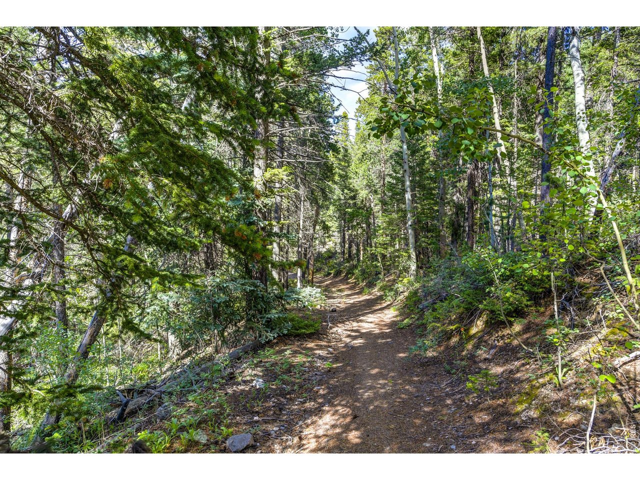 3153 Ridge Road Nederland, CO 80466 - Photo 13 of 15 a view of a yard with plants and large trees