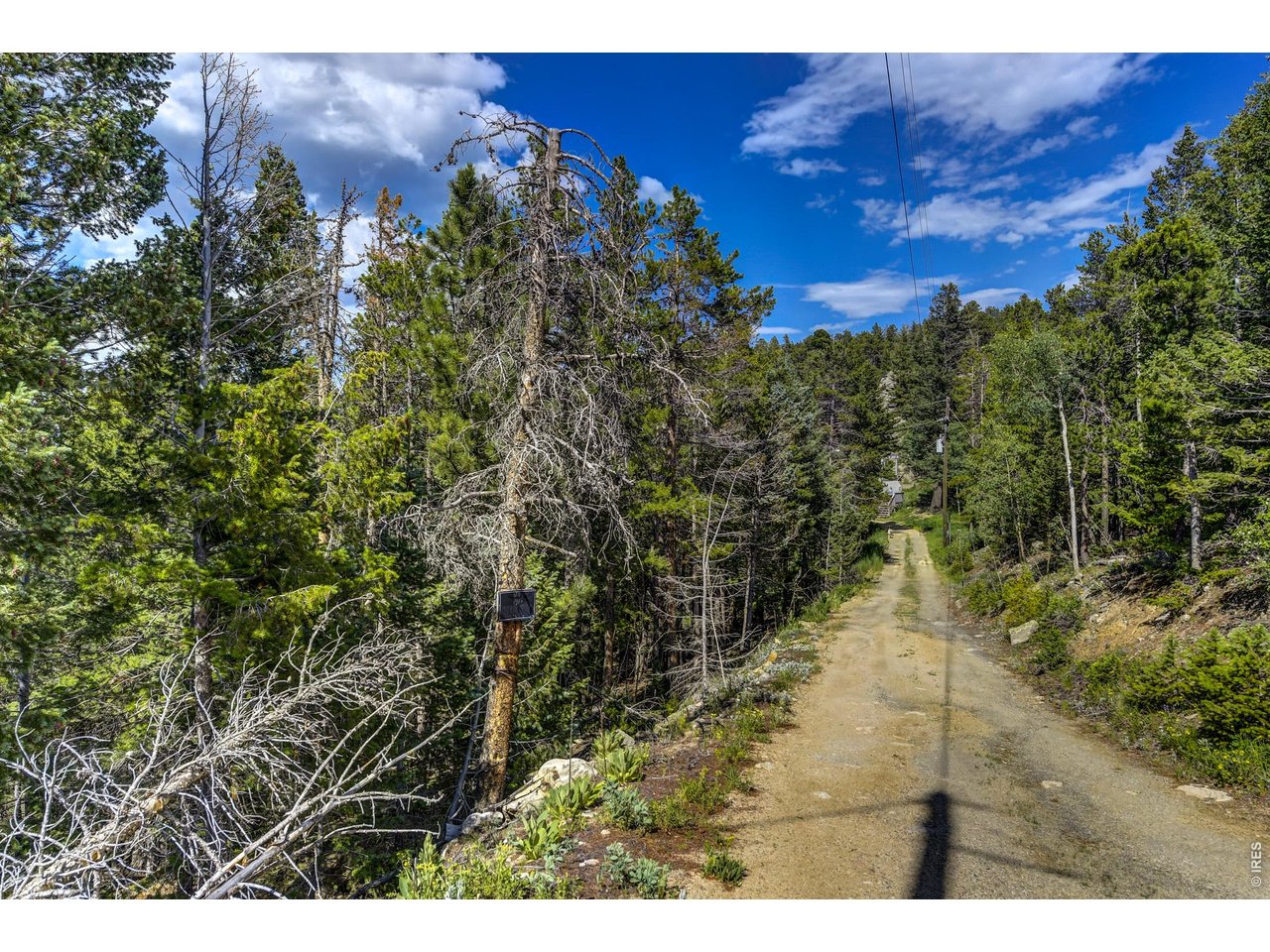 3153 Ridge Road Nederland, CO 80466 - Photo 6 of 15 a view of a yard with plants and a bench