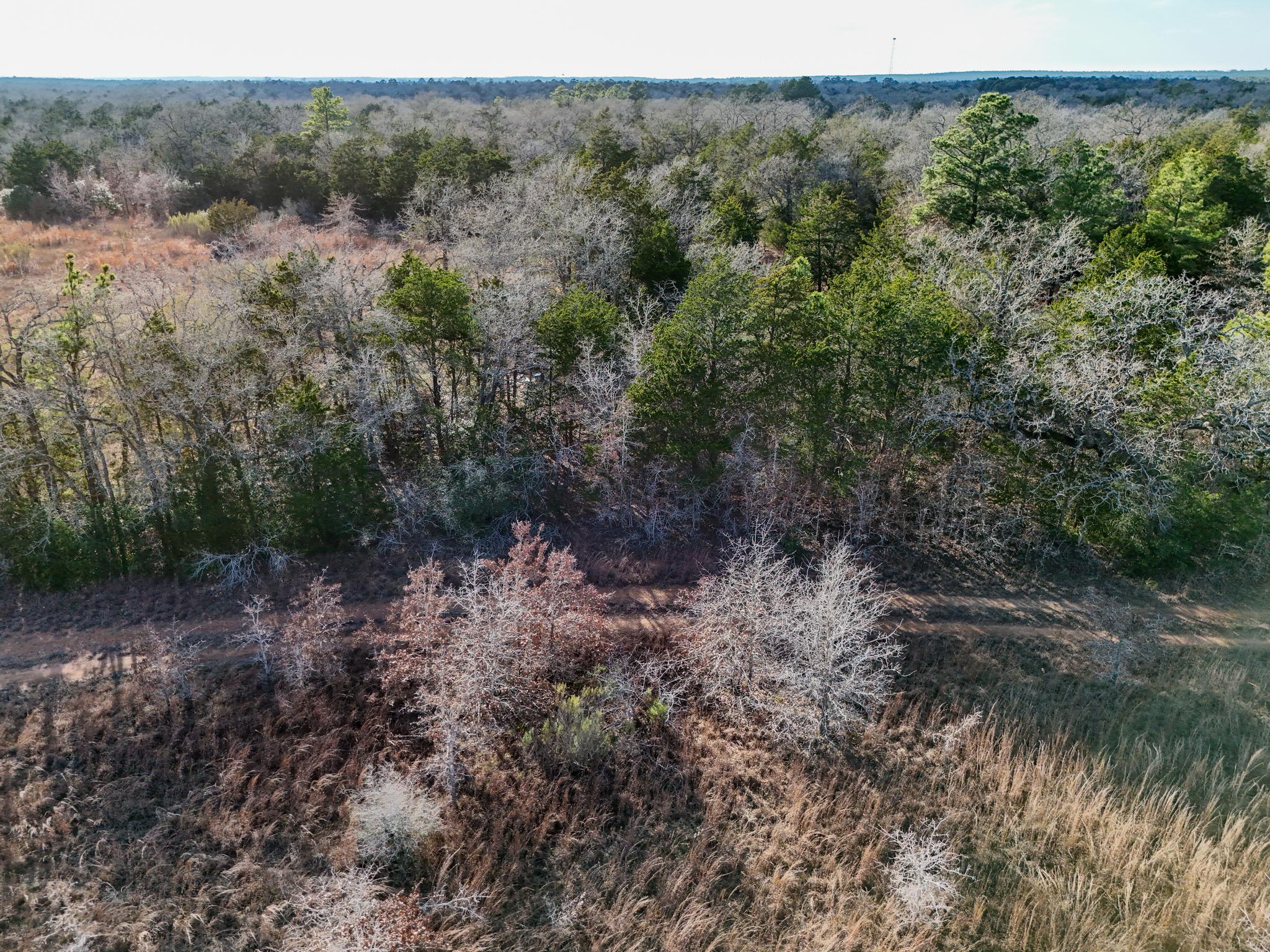 Lot 7 South Old Potato Road Paige, TX 78659 - Photo 17 of 22 View of tree filled area