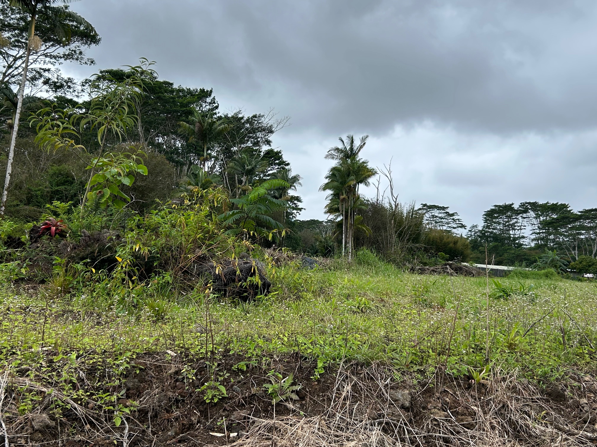 17-4117 Kukui Camp Road Mountain View, HI 96771 - Photo 5 of 8 a view of a garden