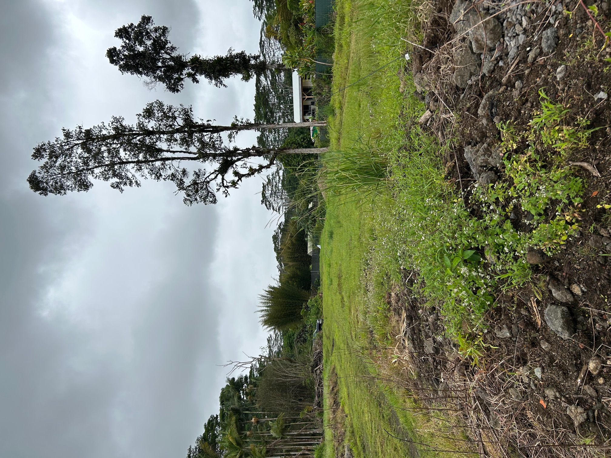 17-4117 Kukui Camp Road Mountain View, HI 96771 - Photo 8 of 8 a view of a grassy field with trees