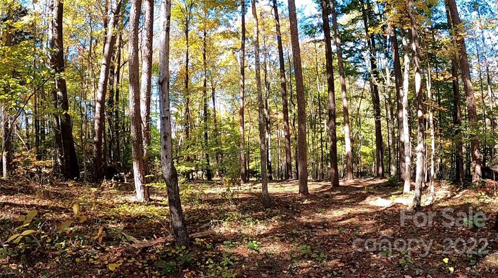 a view of outdoor space with lots of trees