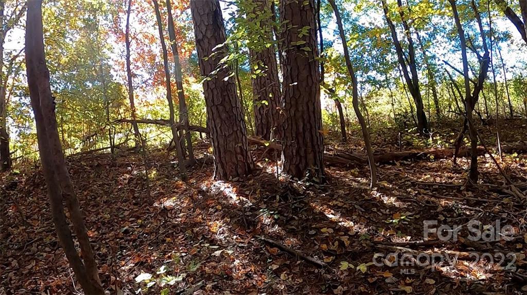 0 Painters Gap Road Rutherfordton, NC 28139 - Photo 14 of 20 a view of a tree in a yard