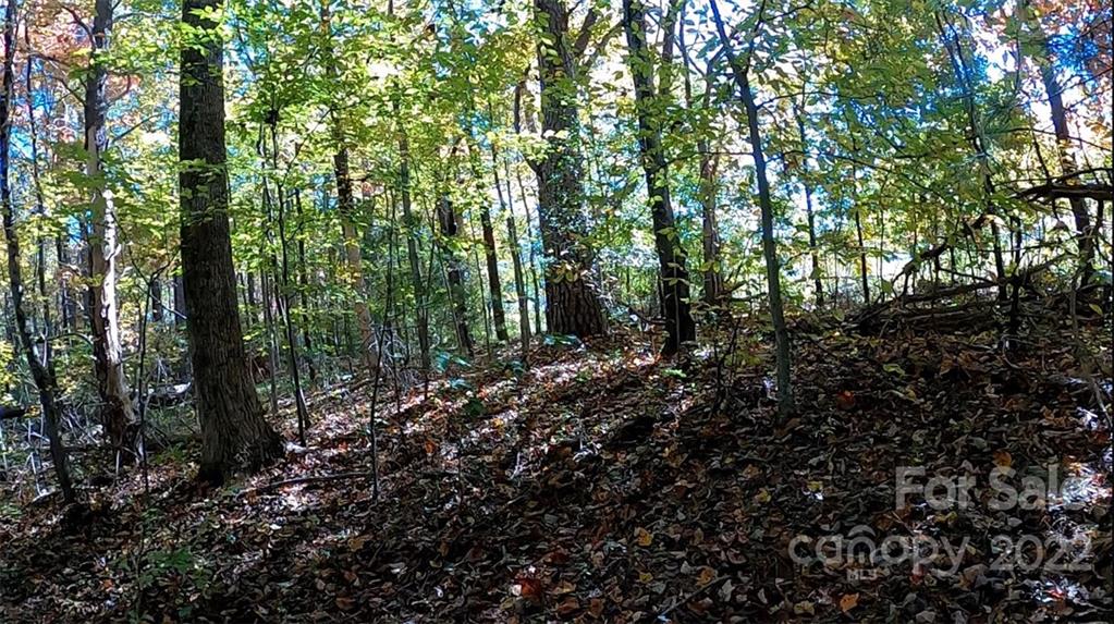 0 Painters Gap Road Rutherfordton, NC 28139 - Photo 15 of 20 a view of a forest with trees