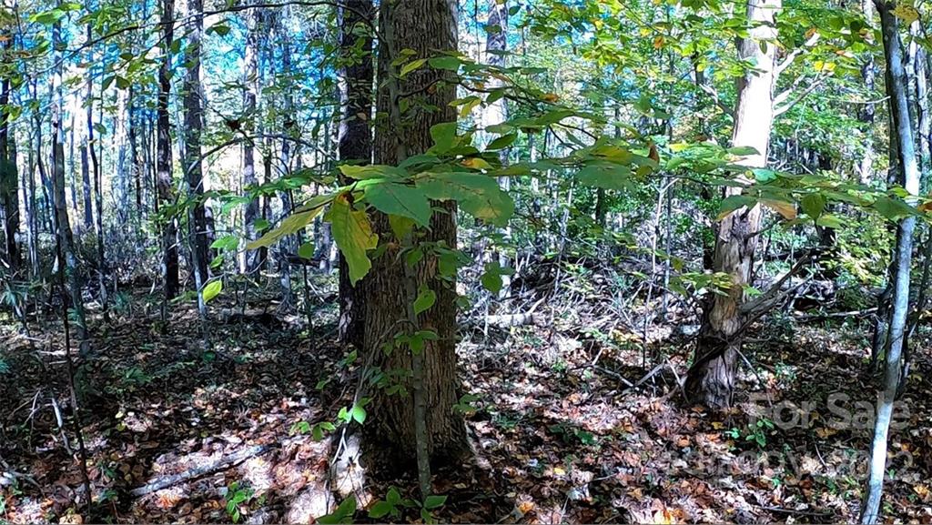 0 Painters Gap Road Rutherfordton, NC 28139 - Photo 16 of 20 a plant with lots of trees