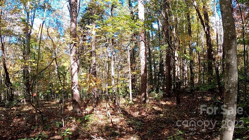 0 Painters Gap Road Rutherfordton, NC 28139 - Photo 17 of 20 a view of tree