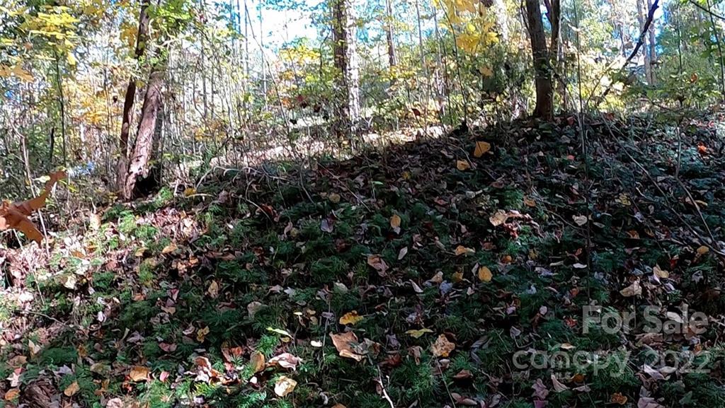 0 Painters Gap Road Rutherfordton, NC 28139 - Photo 18 of 20 a view of a tree