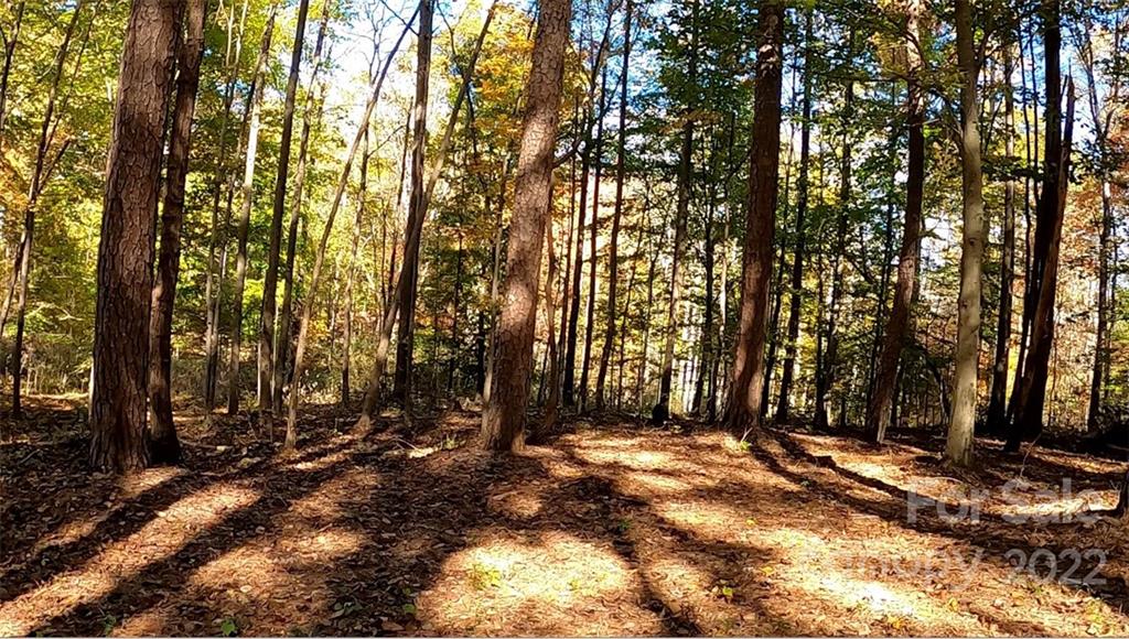 0 Painters Gap Road Rutherfordton, NC 28139 - Photo 3 of 20 a view of backyard space and tree