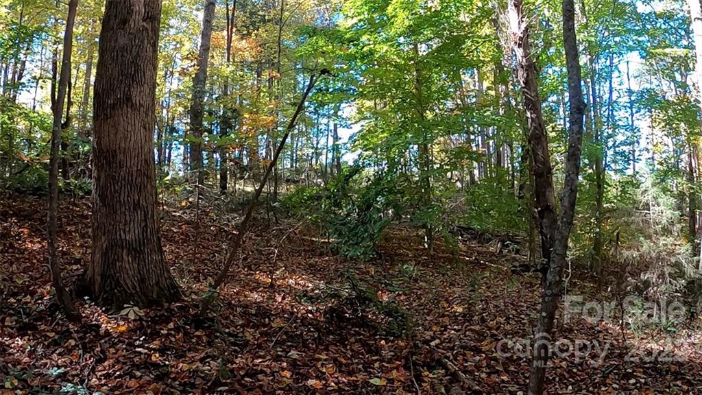 0 Painters Gap Road Rutherfordton, NC 28139 - Photo 5 of 20 a view of forest
