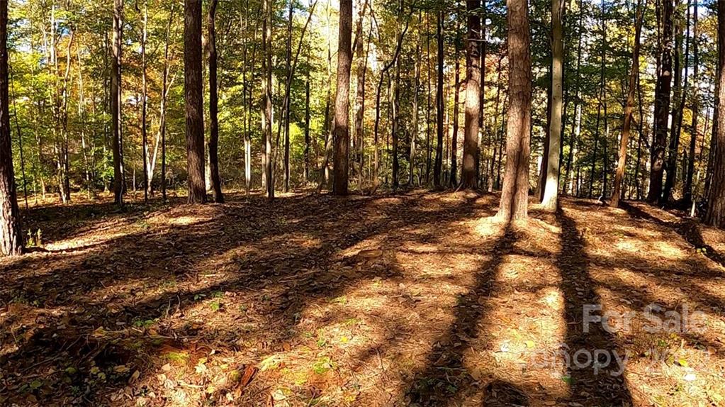 0 Painters Gap Road Rutherfordton, NC 28139 - Photo 7 of 20 a view of dirt yard with a large tree