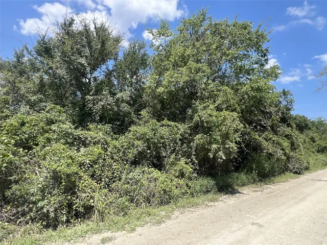a view of a forest with a tree