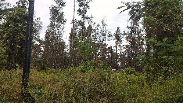 970 Seadrift Road Pahoa, HI 96778 - Photo 8 of 9 Gallery Image 8