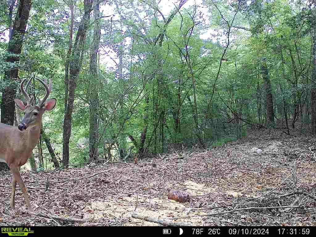 202-acres Columbus Holley Road Samson, AL 36477 - Photo 27 of 50