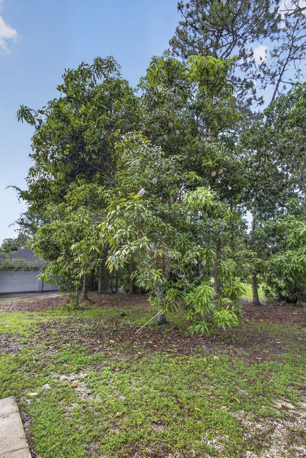 16571 78th Road North The Acreage, FL 33470 - Photo 65 of 66 65-web-or-mls-BS1A0825