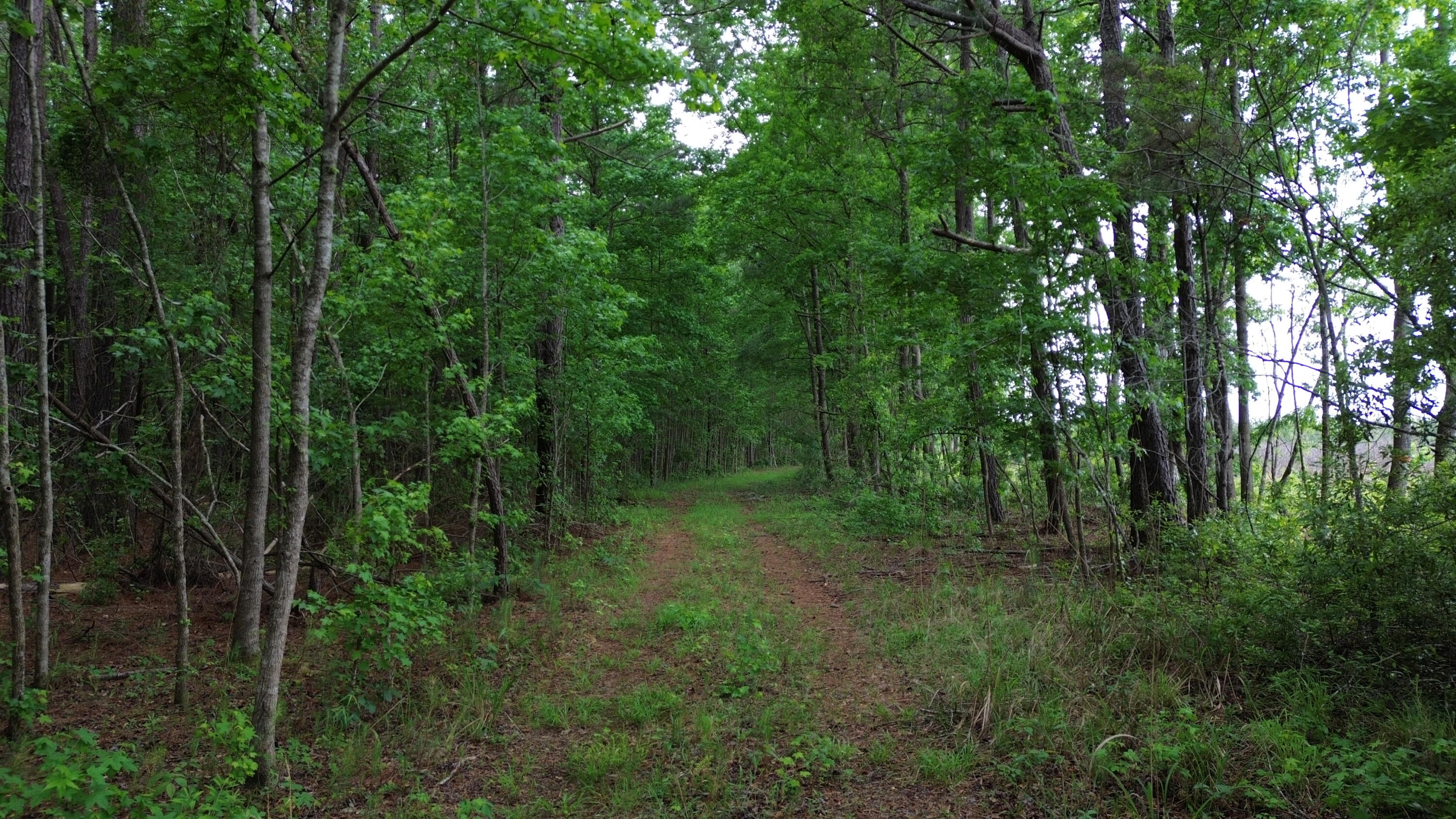 0 Pineview Farm Rd Lane Lane, SC 29564 - Photo 18 of 18 DJI_0312
