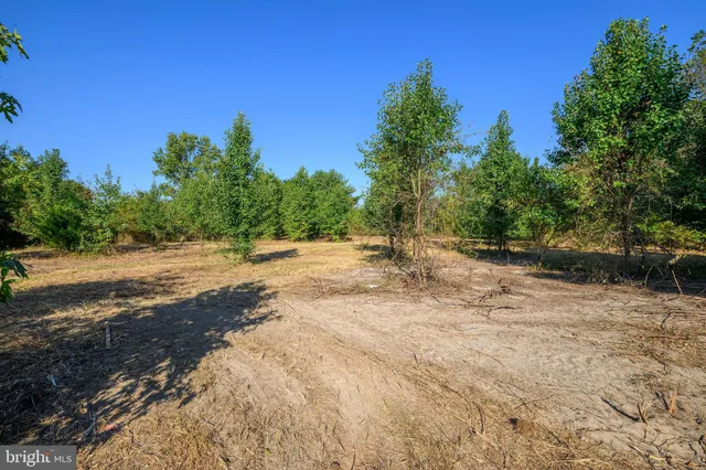a view of a dirt road with trees in the background